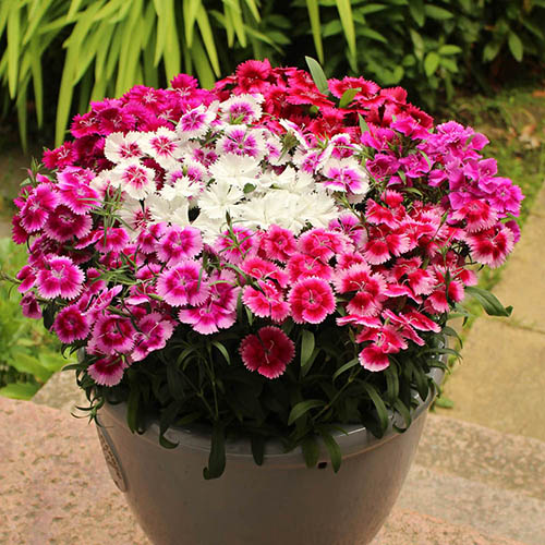 Sweet William Gem Sweet William Gem