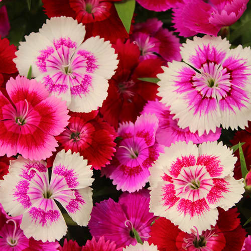 Sweet William Gem Sweet William Gem