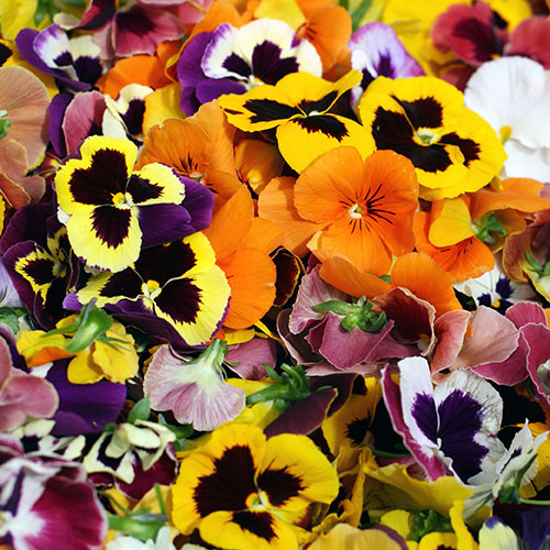 Pansy Colourburst Pansy Colourburst