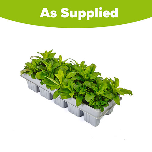 Sweet William Vesuvio Sweet William Vesuvio