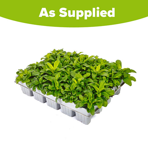 Sweet William Vesuvio Sweet William Vesuvio