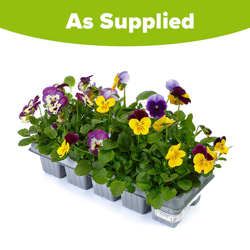 Viola Teardrops Viola Teardrops