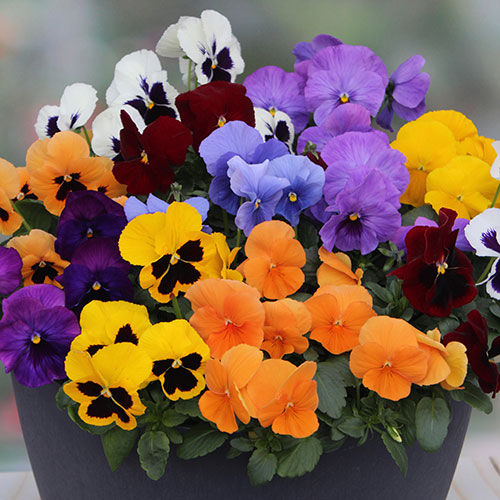 Pansy Colourburst Pansy Colourburst