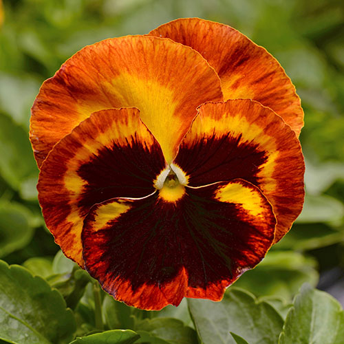 Pansy Solar Flare Pansy Solar Flare