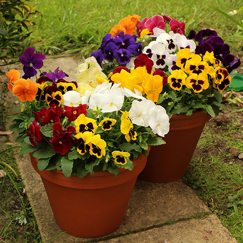 Pansy Grande Fragrance Pansy Grande Fragrance