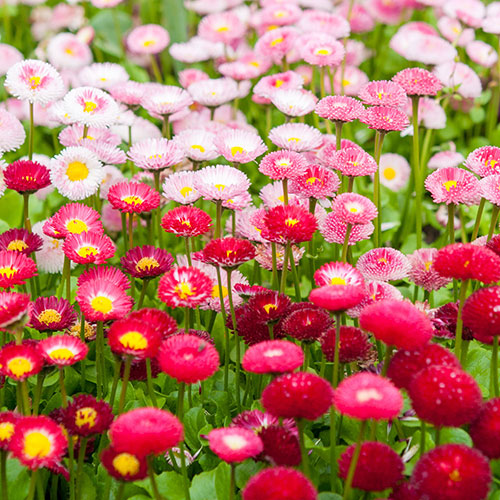 Bellis Belle Bellis Belle