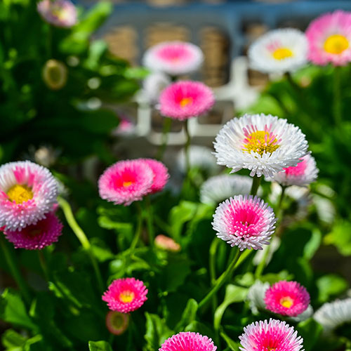 Bellis Belle Bellis Belle