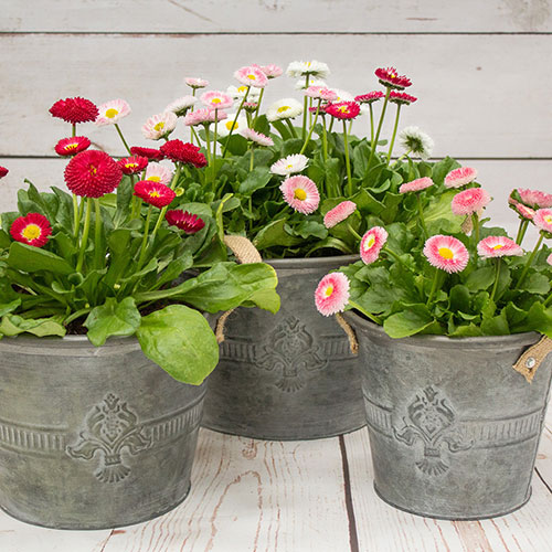 Bellis Belle Bellis Belle