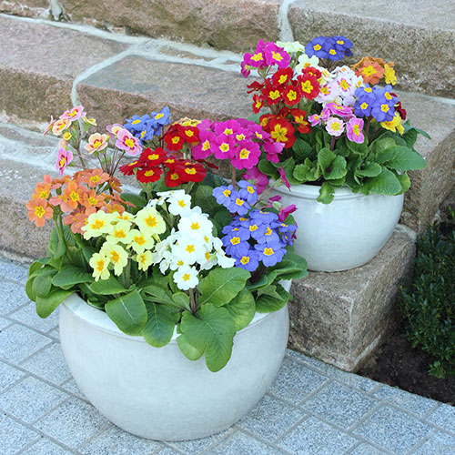 Polyanthus High Seas Mix Polyanthus High Seas Mix