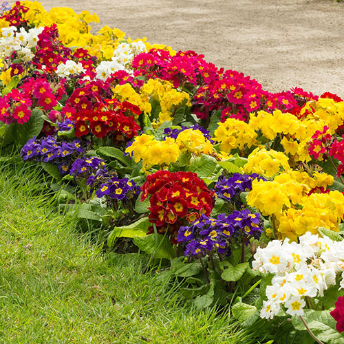 Polyanthus High Seas Mix Polyanthus High Seas Mix