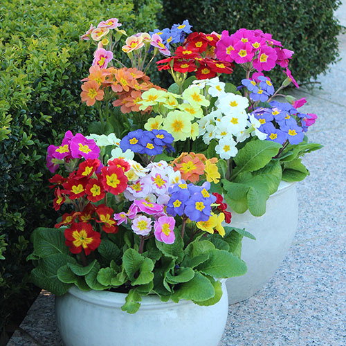 Polyanthus High Seas Mix Polyanthus High Seas Mix