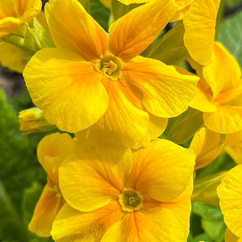 Primrose Harlequin Primrose Harlequin