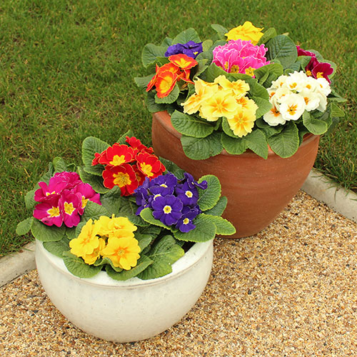 Primrose Rainbow Primrose Rainbow