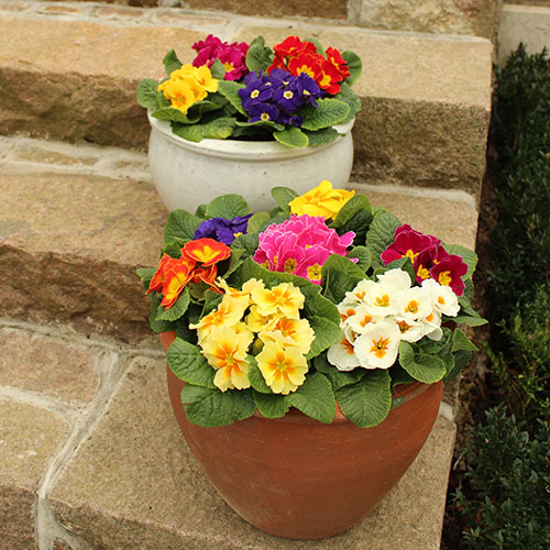 Primrose Rainbow Primrose Rainbow