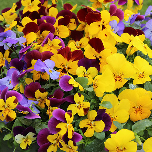 Pansy Cascadia XL Trailing Pansy Cascadia XL Trailing