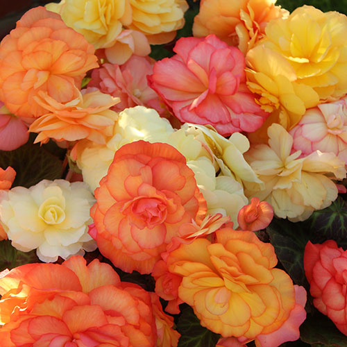 Begonia Amber Delight Begonia Amber Delight