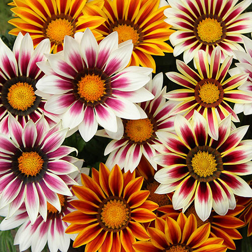 Gazania Firecracker Gazania Firecracker