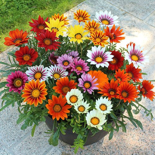 Gazania Sunrise Mix Gazania Sunrise Mix