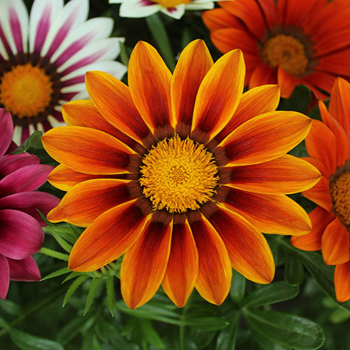 Gazania Sunrise Mix Gazania Sunrise Mix