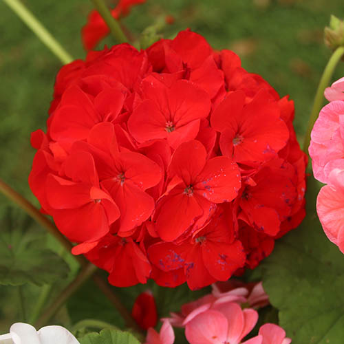 Geranium Parade Geranium Parade