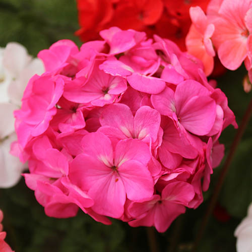 Geranium Parade Geranium Parade