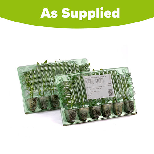 Marigold African Sun Mix Marigold African Sun Mix