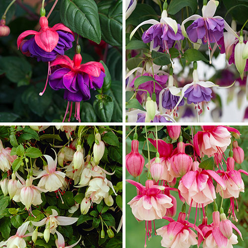 Trailing Fuchsia Collection Trailing Fuchsia Collection