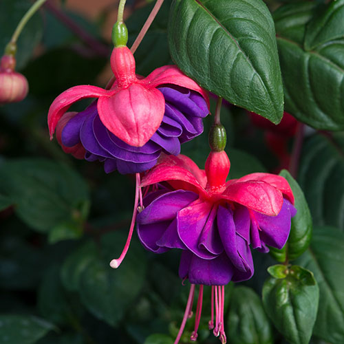 Trailing Fuchsia Collection Trailing Fuchsia Collection