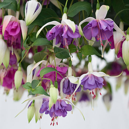 Trailing Fuchsia Collection Trailing Fuchsia Collection