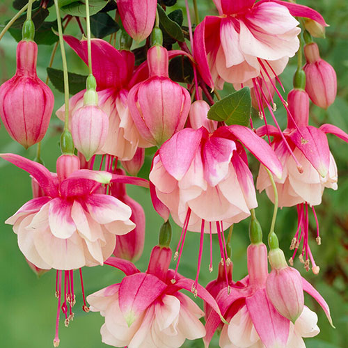 Trailing Fuchsia Collection Trailing Fuchsia Collection