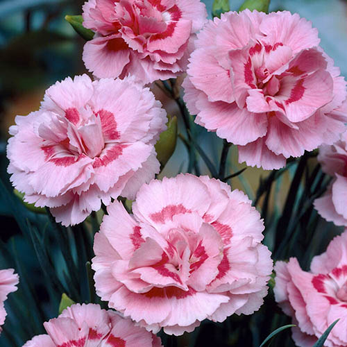 Dianthus Baby Doris Dianthus Baby Doris