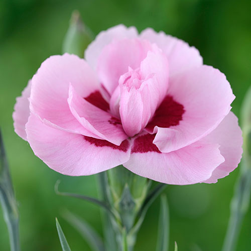 Dianthus Baby Doris Dianthus Baby Doris