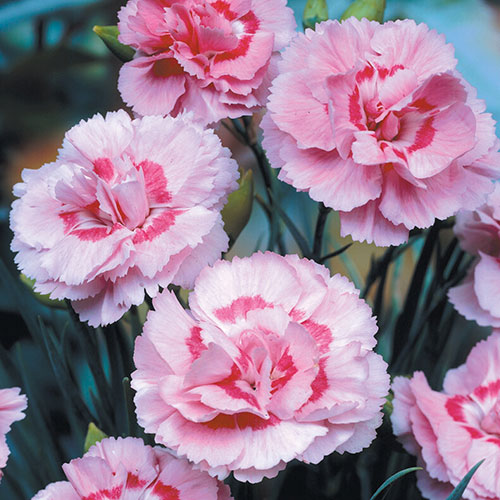 Dianthus Baby Doris Dianthus Baby Doris