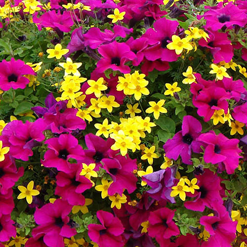 Summer Scorcher Bedding Mix
