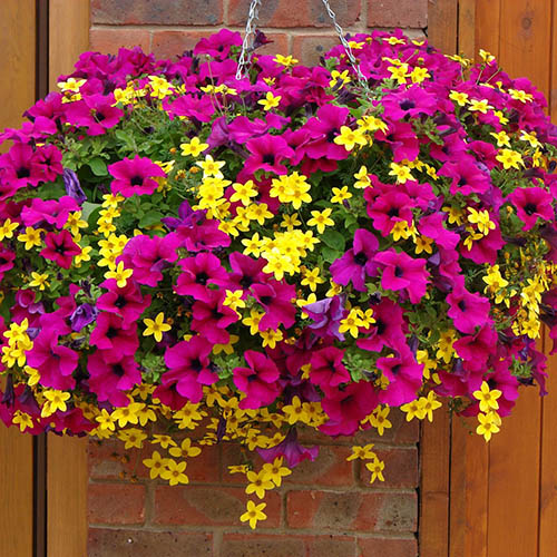 Summer Scorcher Bedding Mix Summer Scorcher Bedding Mix
