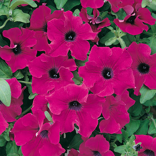 Summer Scorcher Bedding Mix Summer Scorcher Bedding Mix