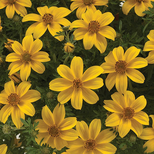 Summer Scorcher Bedding Mix Summer Scorcher Bedding Mix