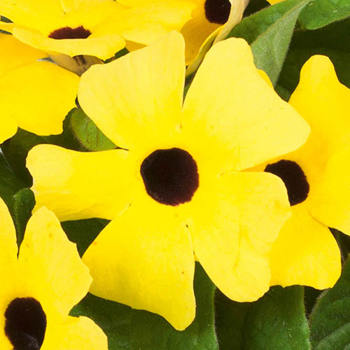 Thunbergia Sunny Mixed Thunbergia Sunny Mixed