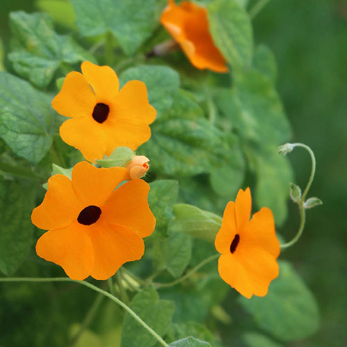 Thunbergia Sunny Mixed Thunbergia Sunny Mixed