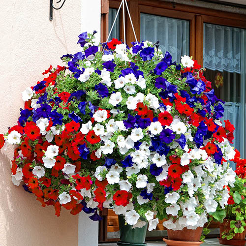 Petunia Patriotic Mix Petunia Patriotic Mix