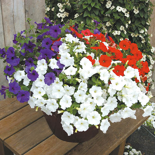 Petunia Patriotic Mix Petunia Patriotic Mix