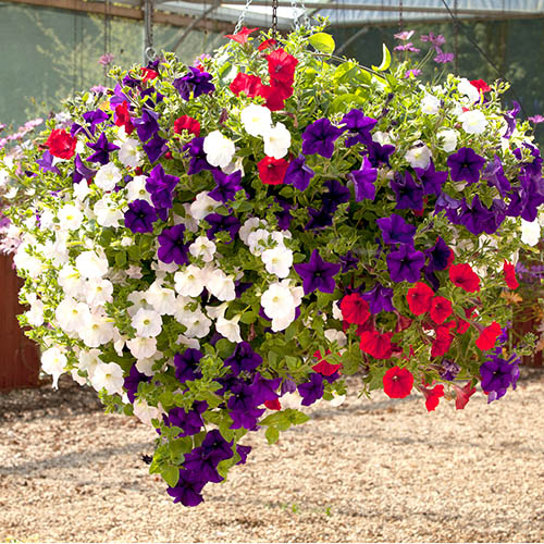 Petunia Patriotic Mix Petunia Patriotic Mix