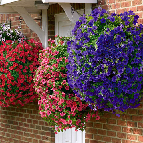Surfinia Petunia Collection Surfinia Petunia Collection