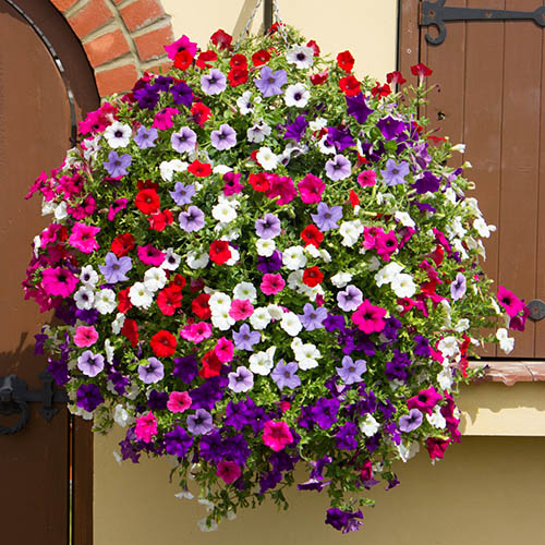 Surfinia Petunia Collection Surfinia Petunia Collection