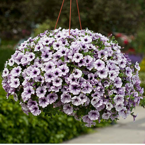 Surfinia Petunia Collection Surfinia Petunia Collection