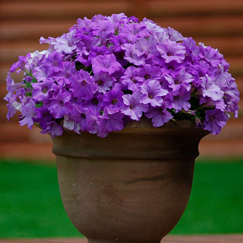Surfinia Petunia Collection Surfinia Petunia Collection