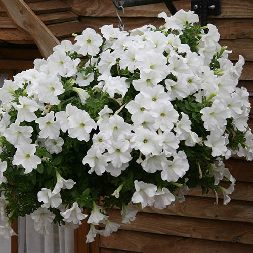 Surfinia Petunia Collection Surfinia Petunia Collection