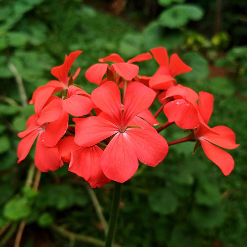Geranium Decora Balcony Red Geranium Decora Balcony Red