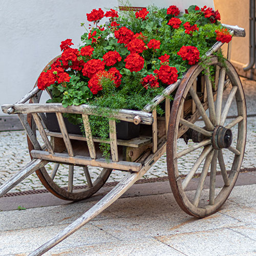 Geranium Decora Balcony Red Geranium Decora Balcony Red