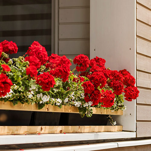Geranium Decora Balcony Red Geranium Decora Balcony Red